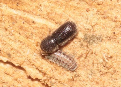 Réf. 279 959 : Taphrorychus sp.